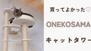 なぜ我が家はONEKOSAMAのキャットタワーを選んだのか？ONEKOSAMAキャットタワーの魅力を紹介