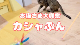 カシャぶんを買ってみたら、お猫さまが狂ったように遊んでくれるようになった話