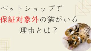 ペットショップで「保証対象外」「里親募集」として生体販売されていた子猫をお迎えした話