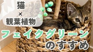 「猫がいるけど観葉植物も置きたい！」を叶える、フェイクグリーンのすすめ♡実例写真つき