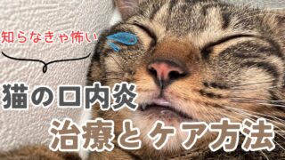 猫の声が出ない！声が枯れている？食欲が落ちた？我が家の猫が口内炎と診断された時の症状と、その治療・自宅でできるケアについて