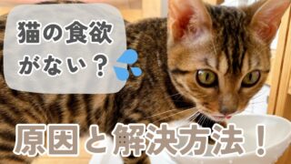 猫がごはんを食べない原因はなに？考えられる原因と解決方法について！