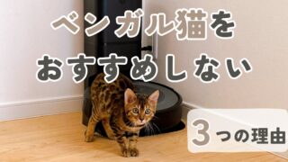 「ベンガル猫はやんちゃで大変？」飼うのをおすすめしない３つの理由